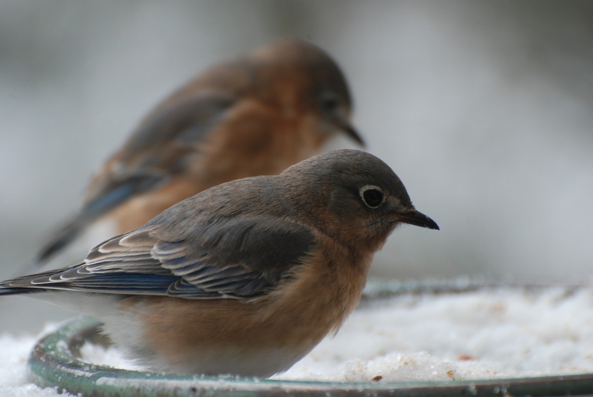 Azulejo Oriental - ML647733858