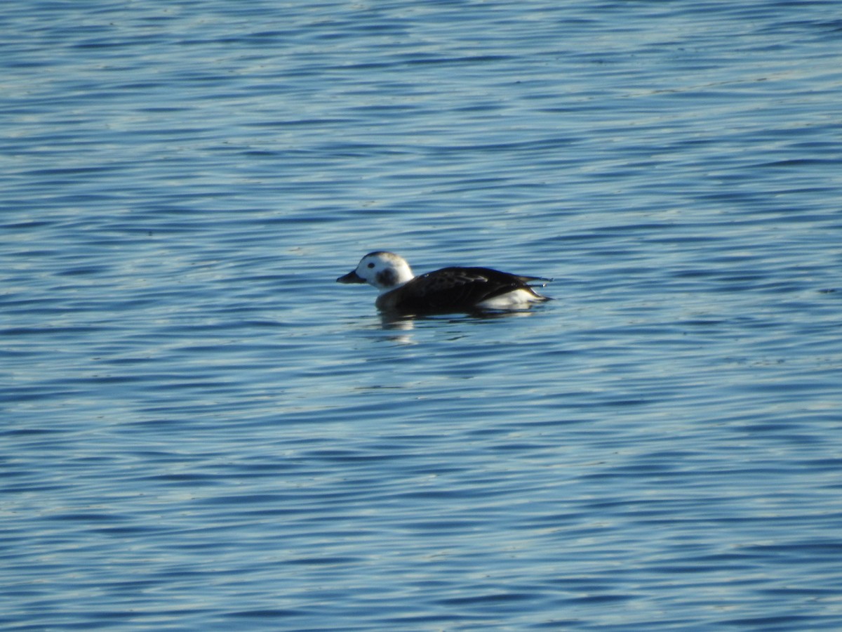 Long-tailed Duck - ML647733863
