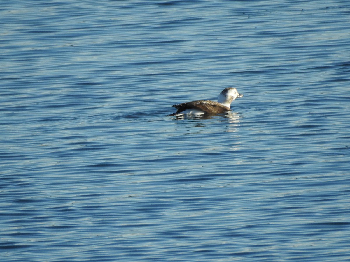 Long-tailed Duck - ML647733864