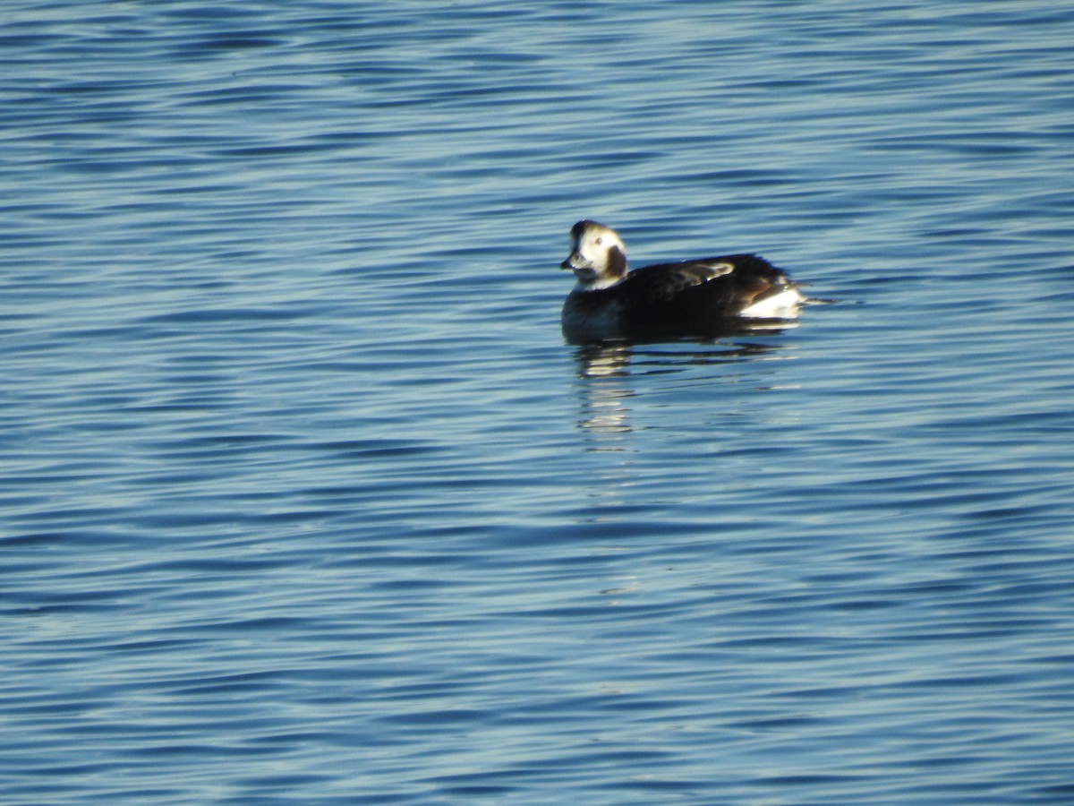 Long-tailed Duck - ML647733865
