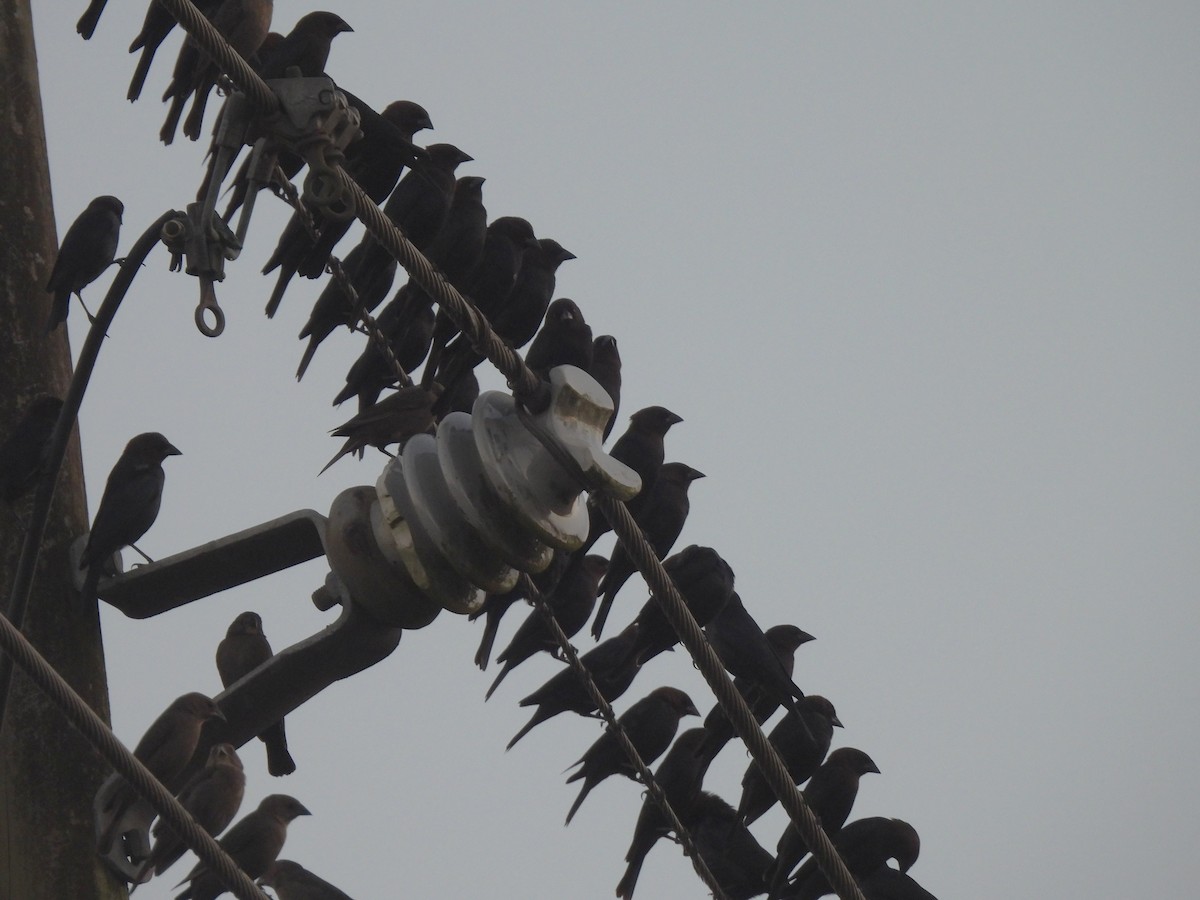 Braunkopf-Kuhstärling - ML647733868