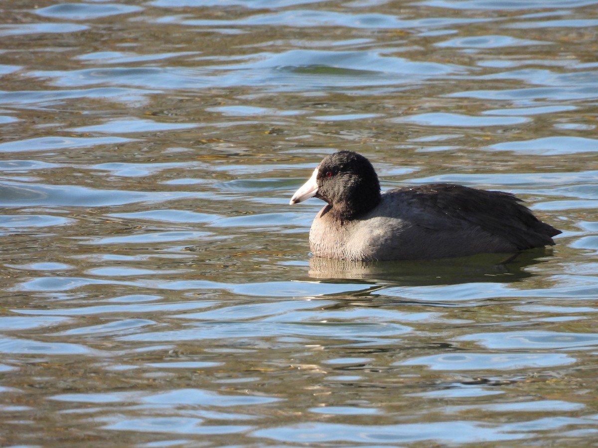 Foulque d'Amérique - ML647733879