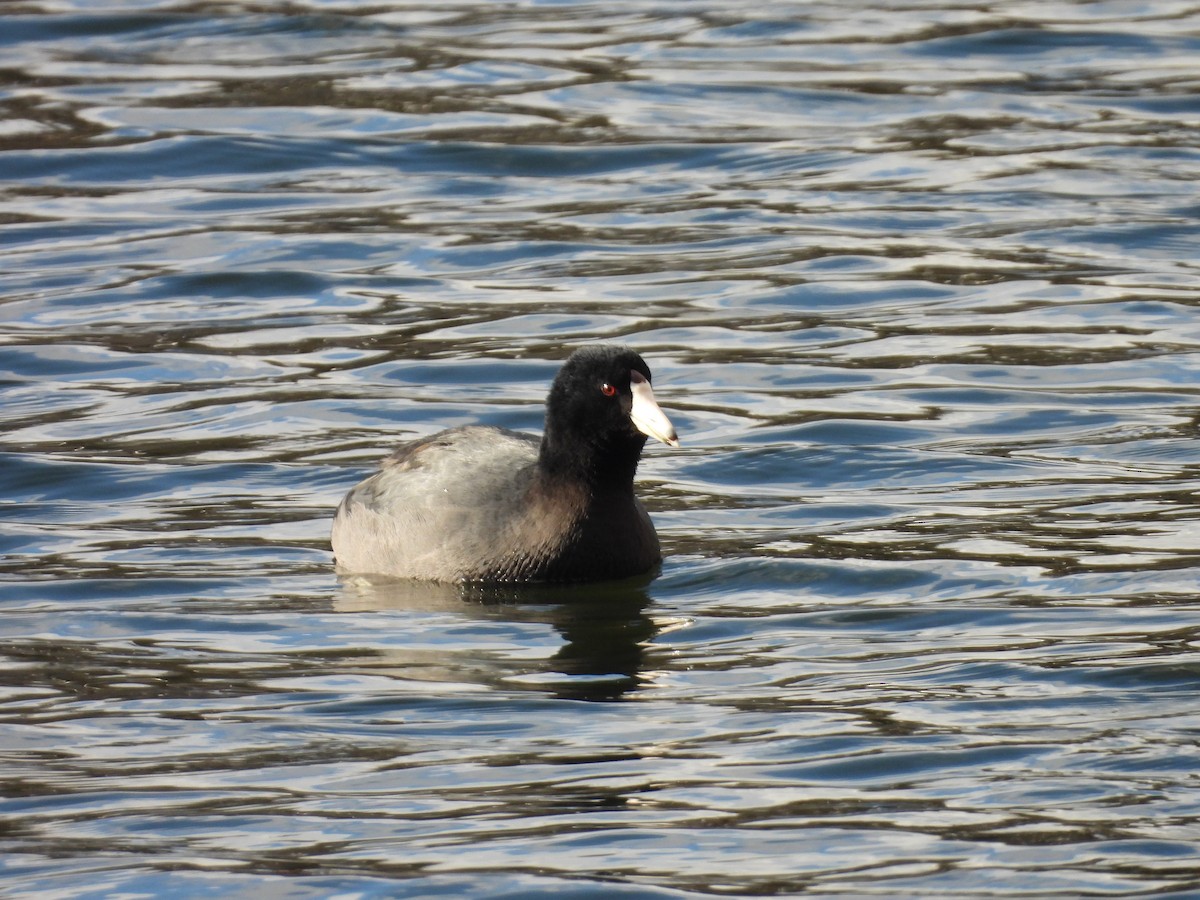 Foulque d'Amérique - ML647733882