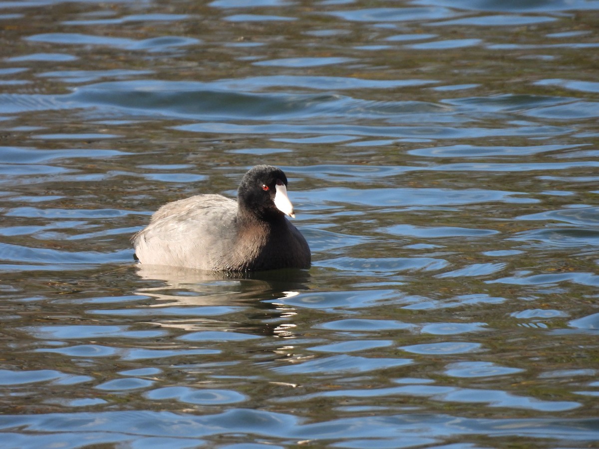 Foulque d'Amérique - ML647733883