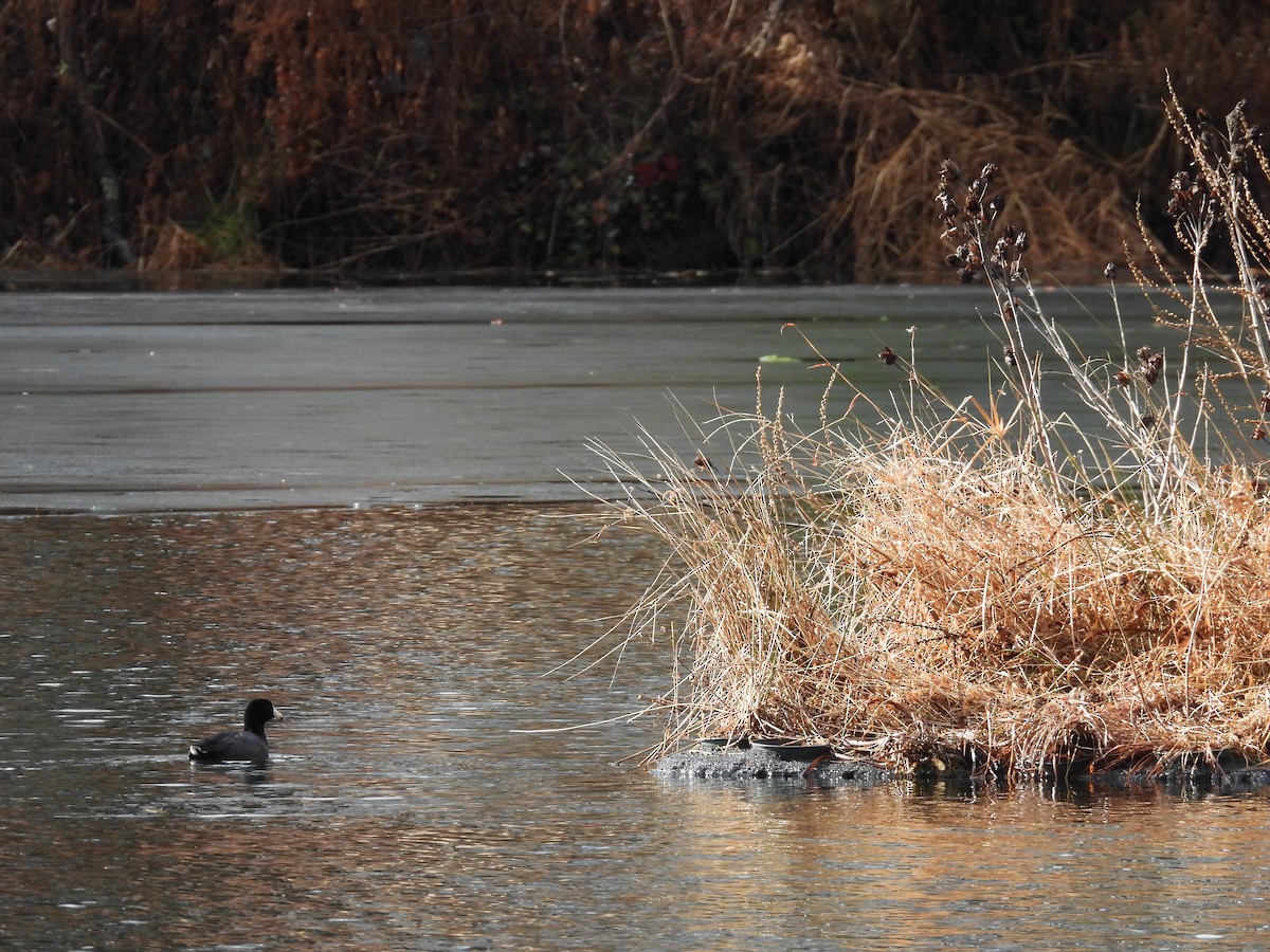 Foulque d'Amérique - ML647733884