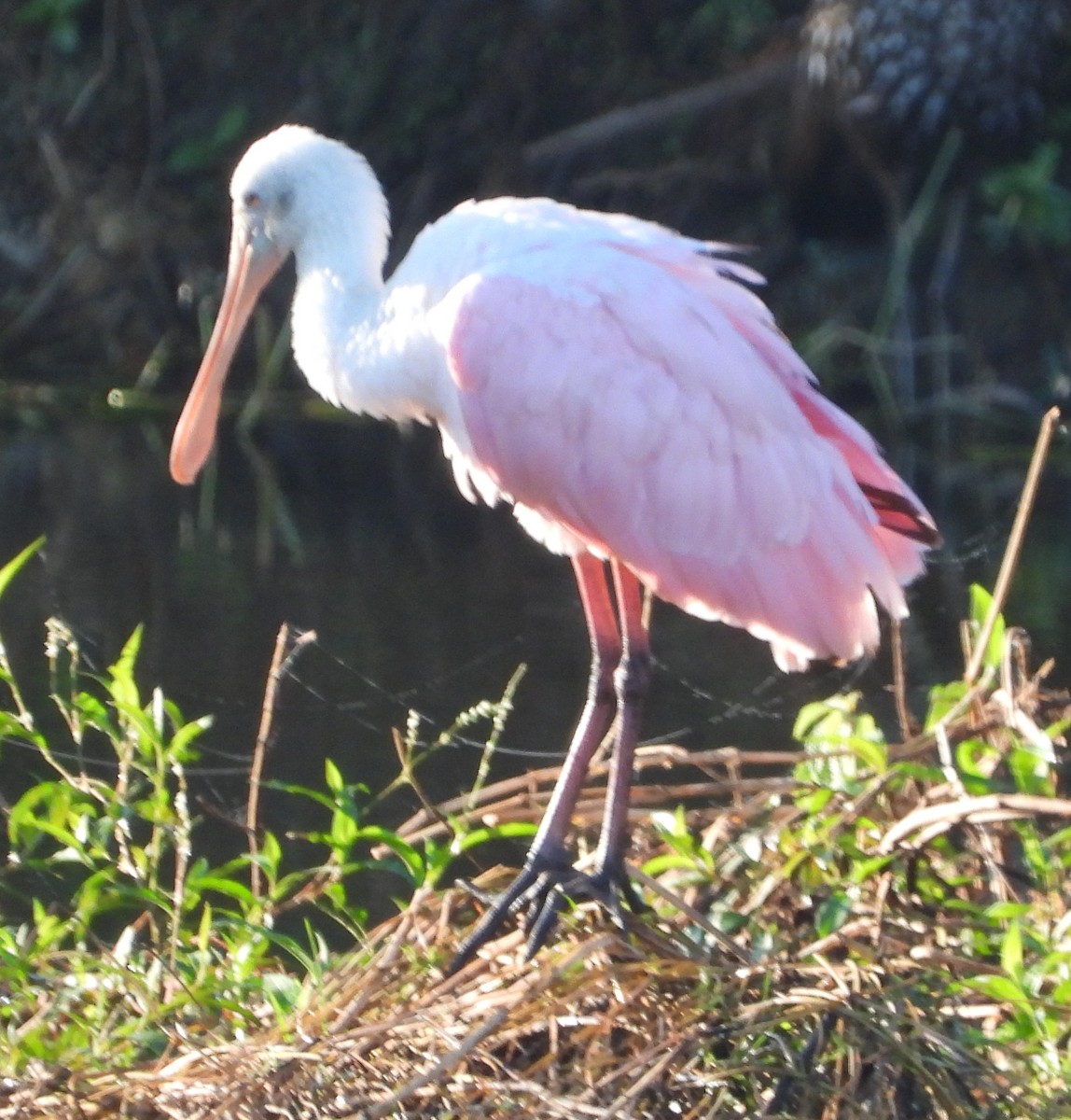 Espátula Rosada - ML647733890
