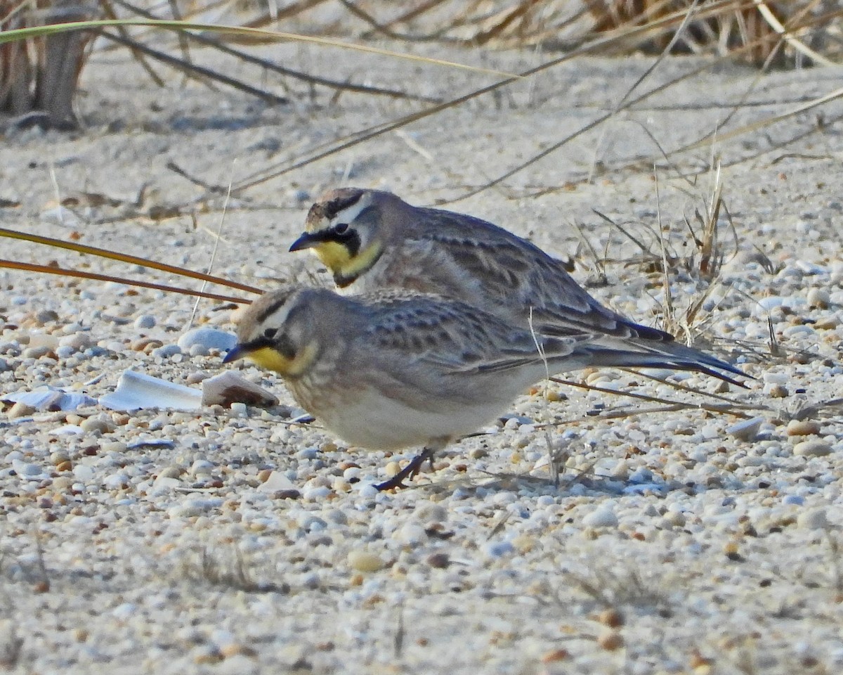 Horned Lark - ML647733898