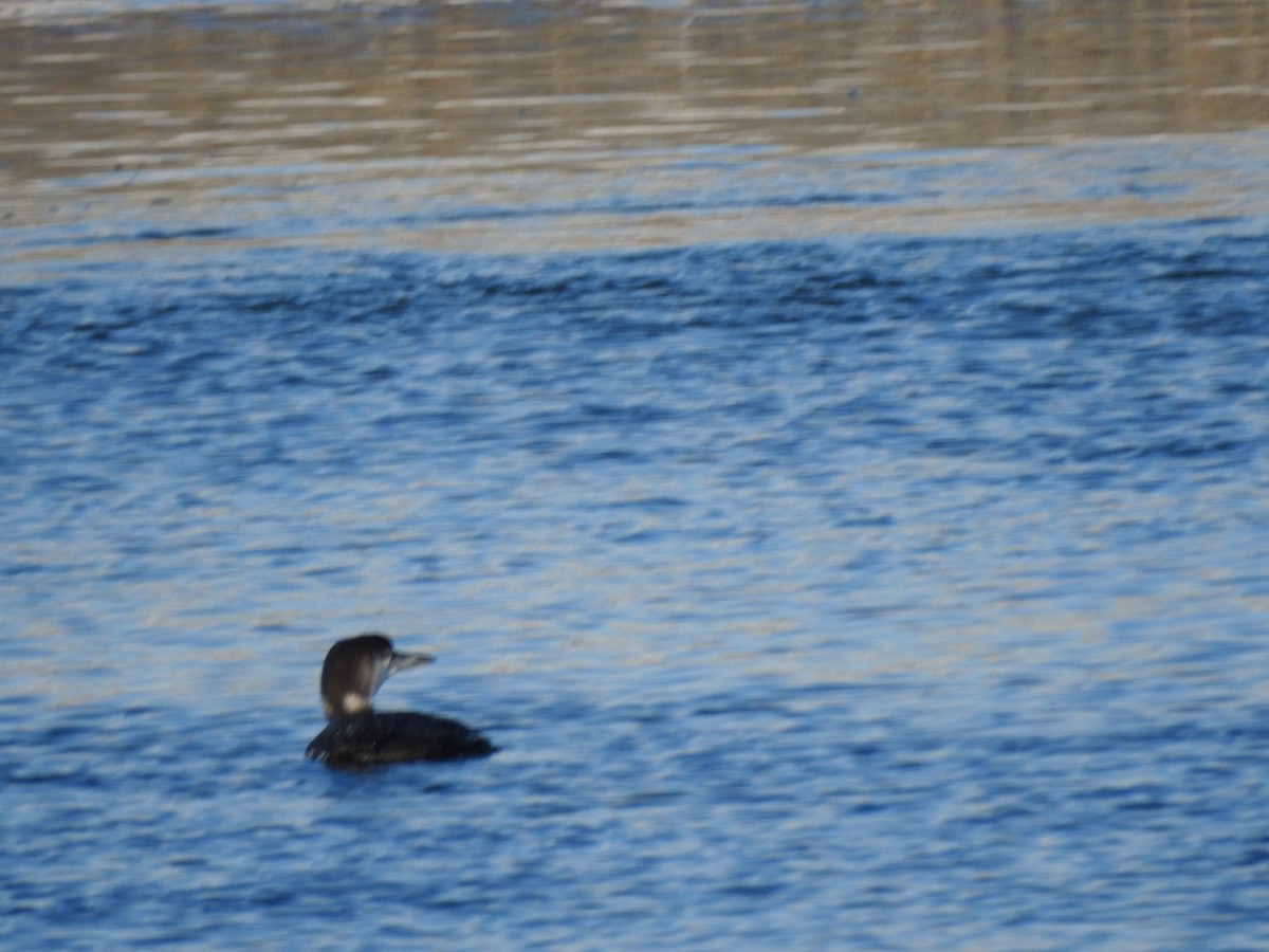 Common Loon - ML647733901