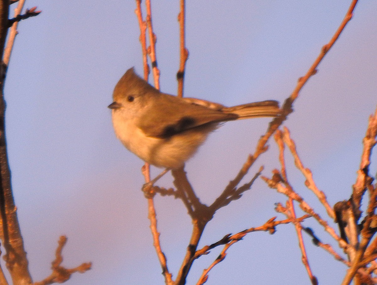 Oak Titmouse - ML647733902