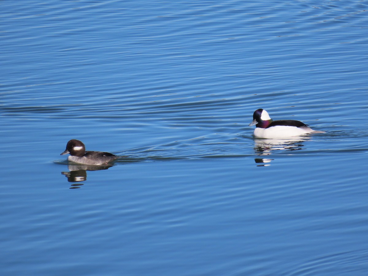 Bufflehead - ML647733903