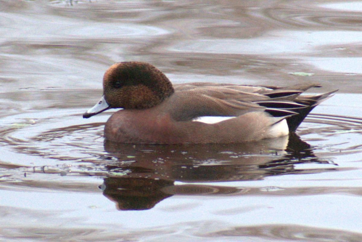American Wigeon - ML647733904