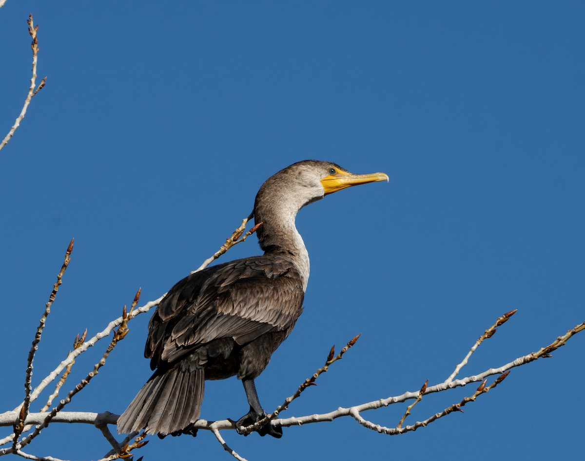 Double-crested Cormorant - ML647733905