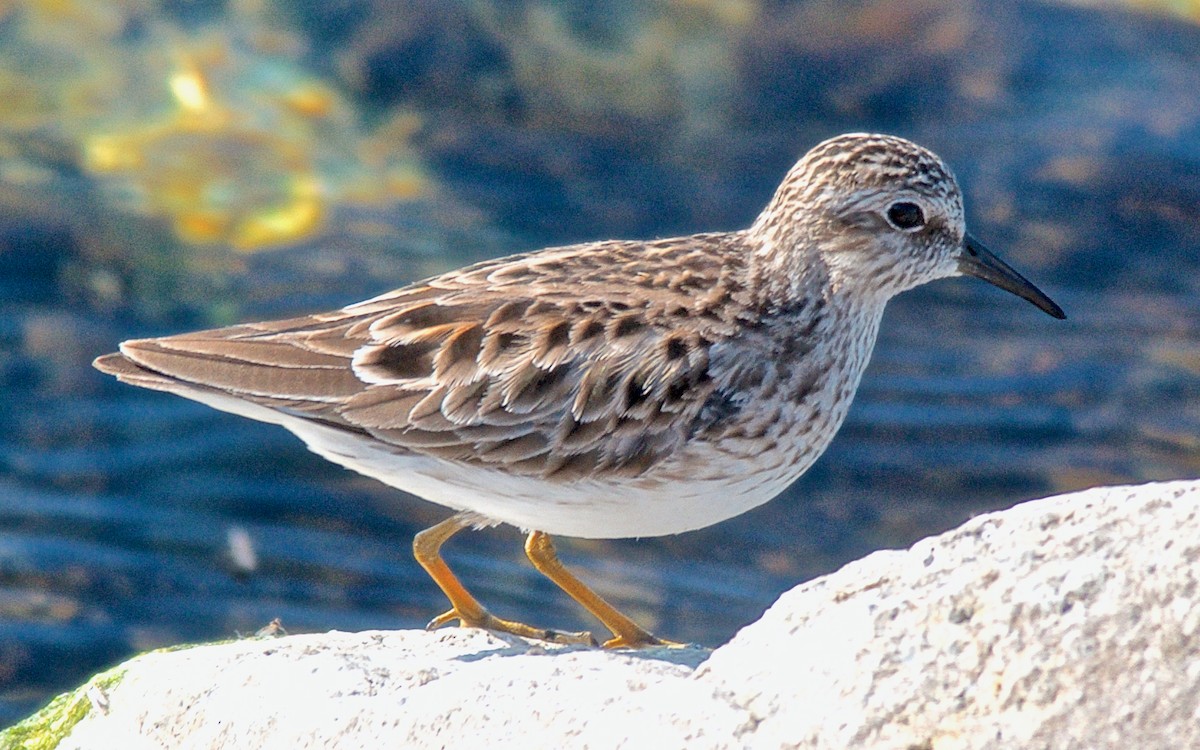 Least Sandpiper - ML647733906