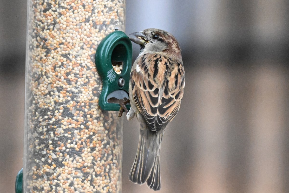 House Sparrow - ML647733909