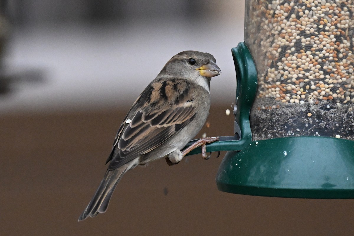 House Sparrow - ML647733910