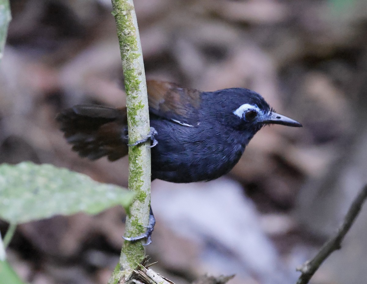 Chestnut-backed Antbird - ML647733911