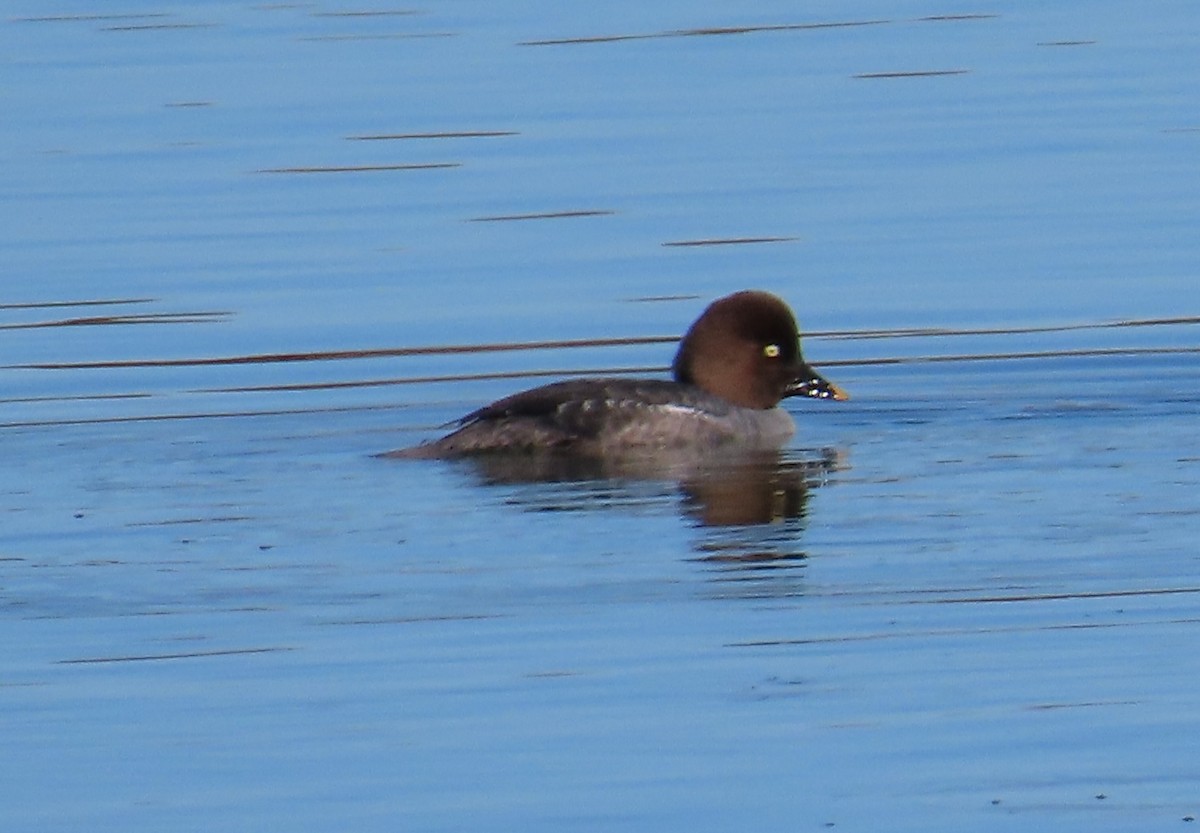 Common Goldeneye - ML647733912