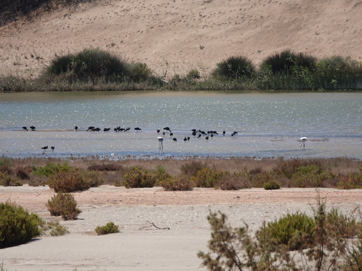 Glossy Ibis - ML647733913