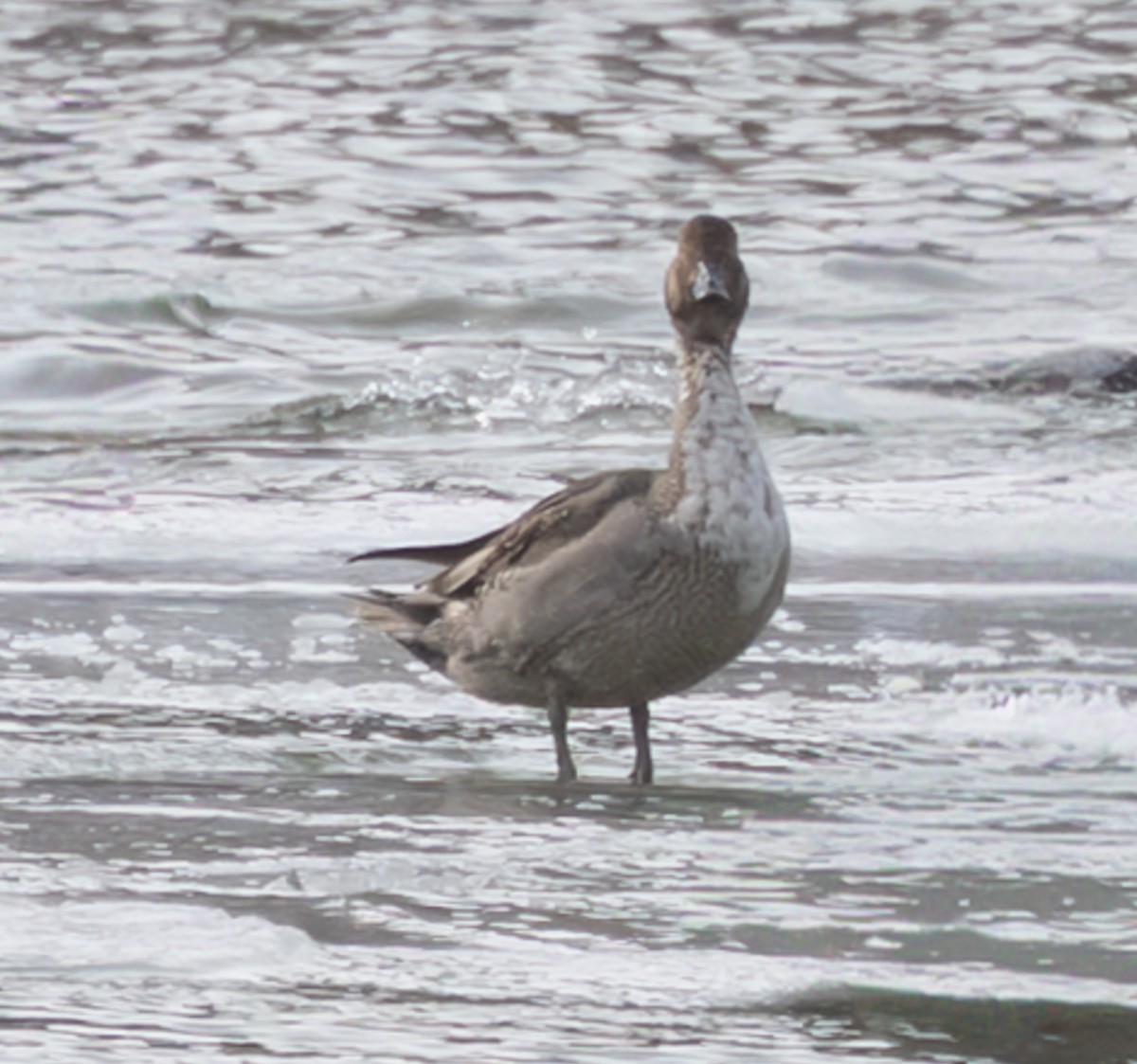 Northern Pintail - ML647733915