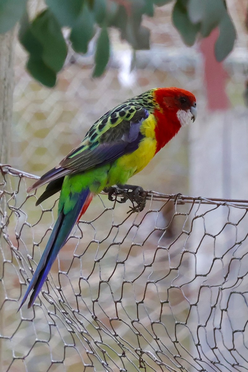 Eastern Rosella - ML647733916