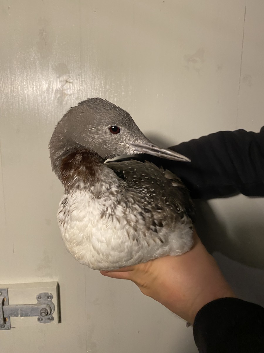 Red-throated Loon - ML647733917