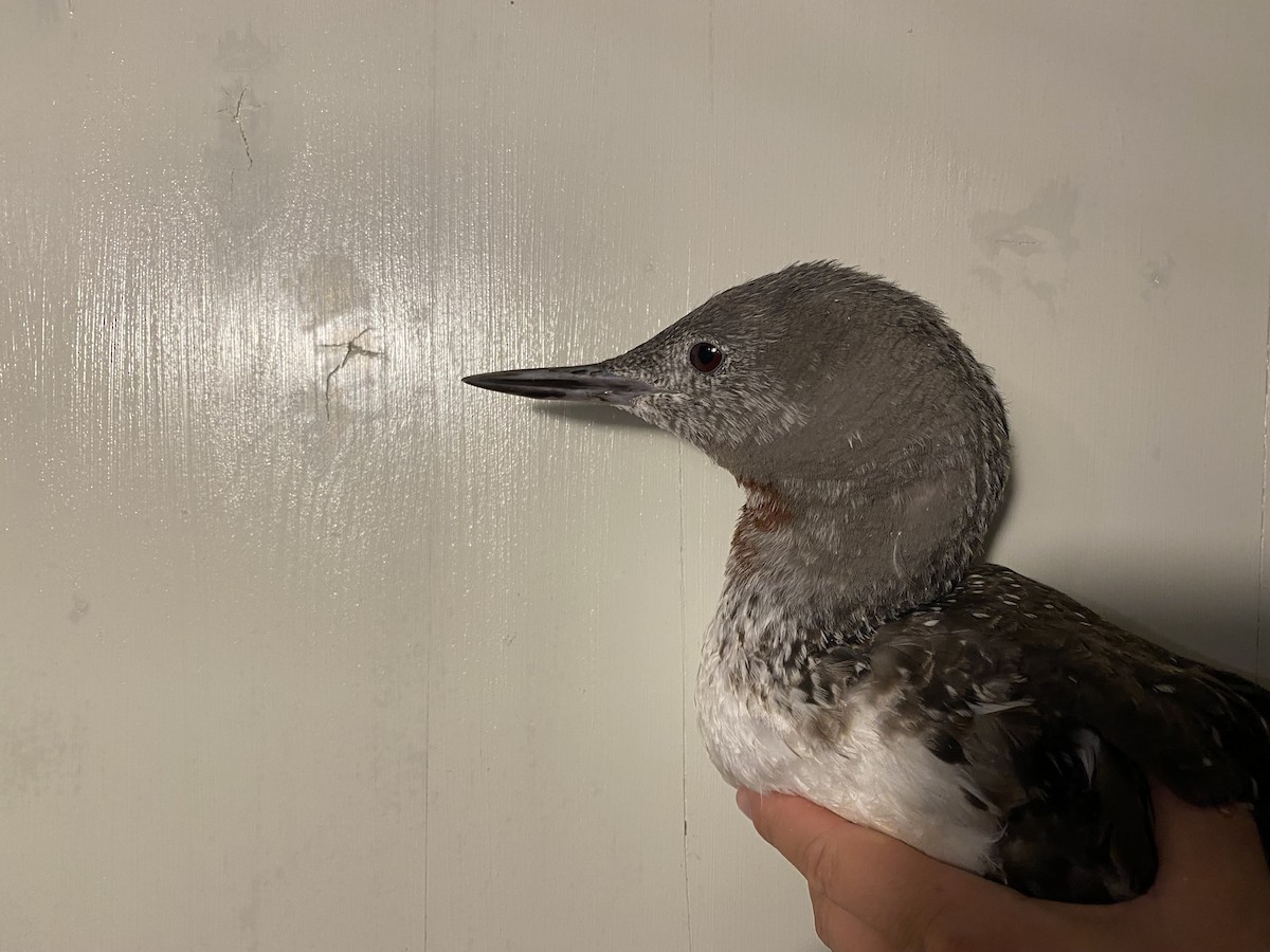 Red-throated Loon - ML647733918