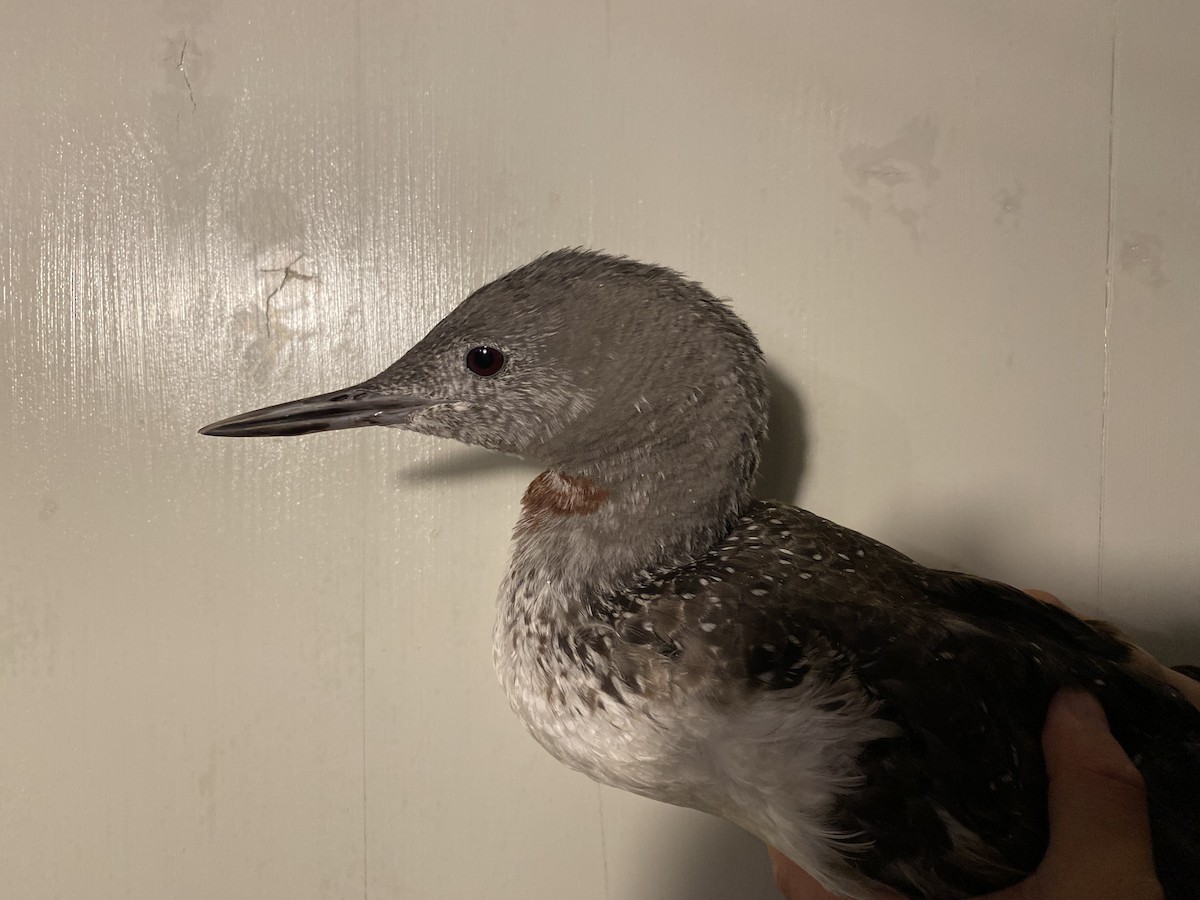 Red-throated Loon - ML647733919