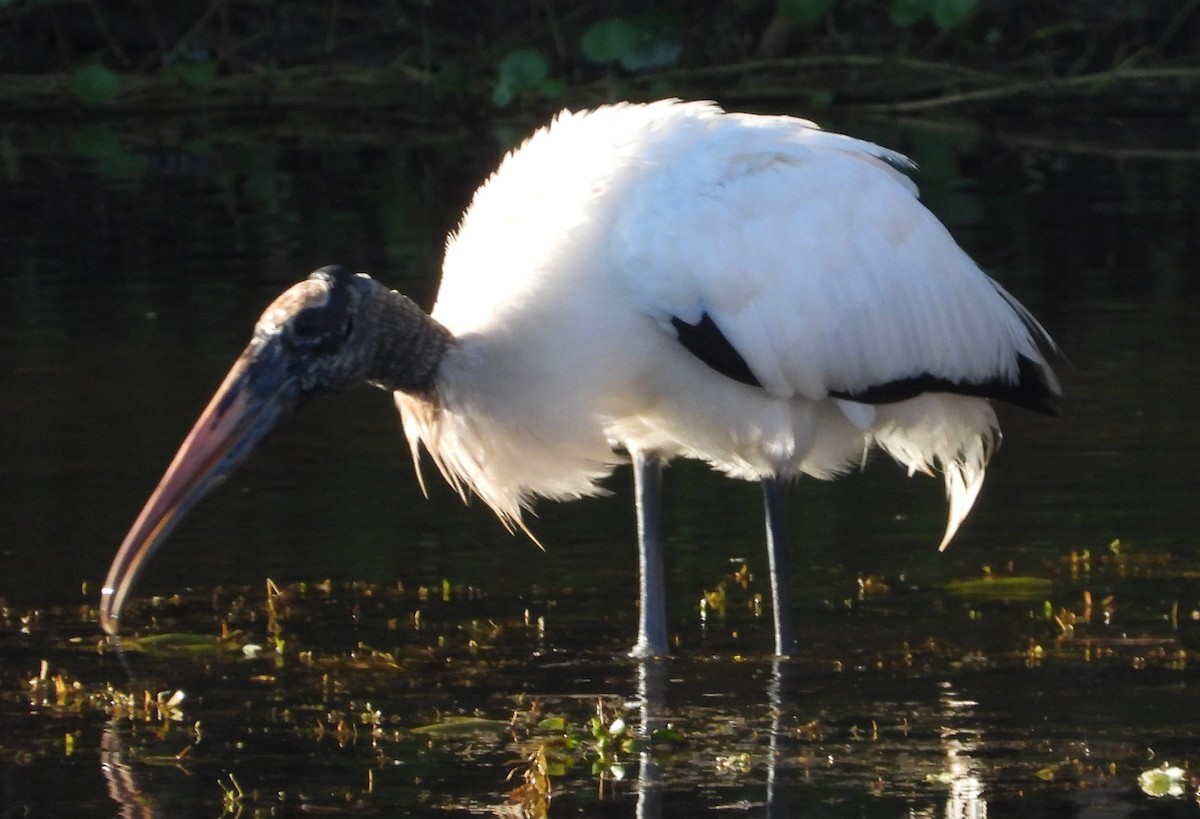 Wood Stork - ML647733921