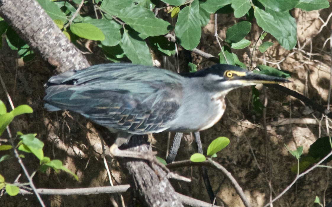 Green Heron - ML647733922