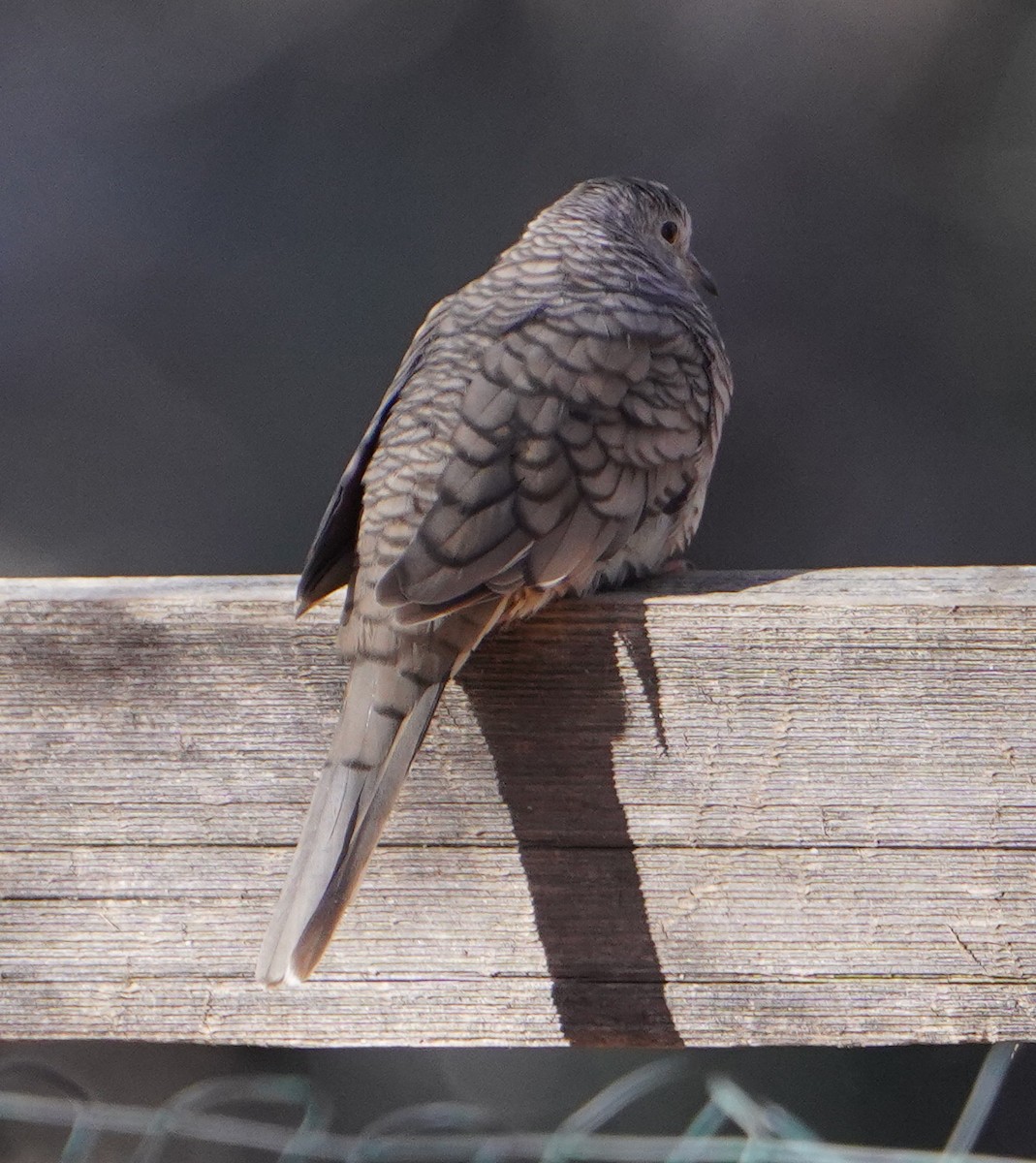 Inca Dove - ML647733923