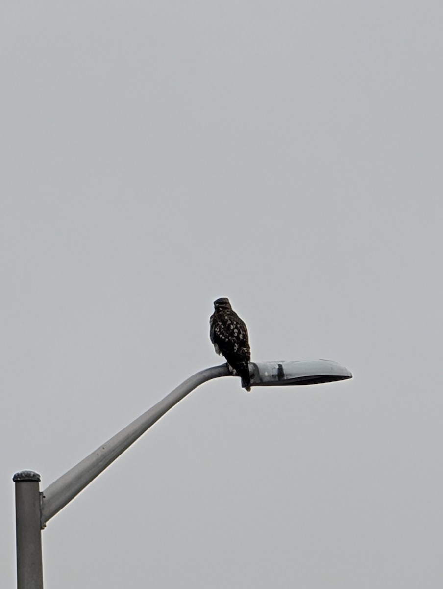 Red-shouldered Hawk - ML647733924