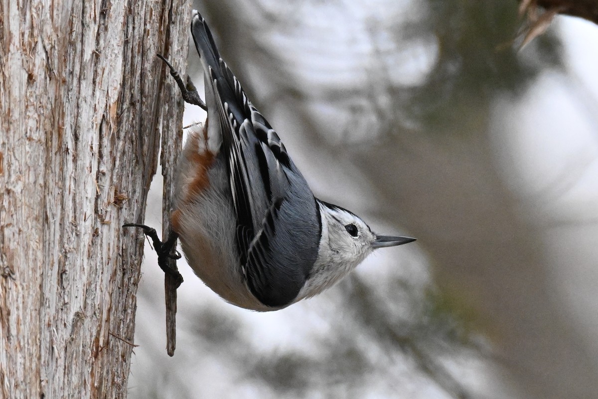White-breasted Nuthatch - ML647733925