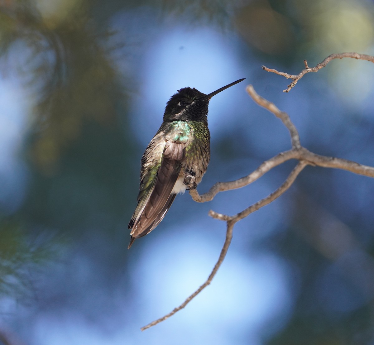 Rivoli's Hummingbird - ML647733926