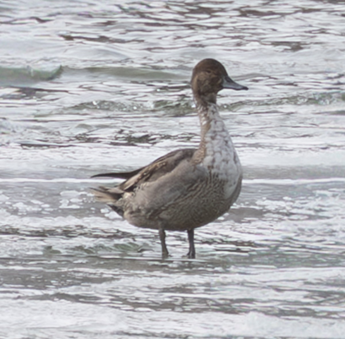 Northern Pintail - ML647733928
