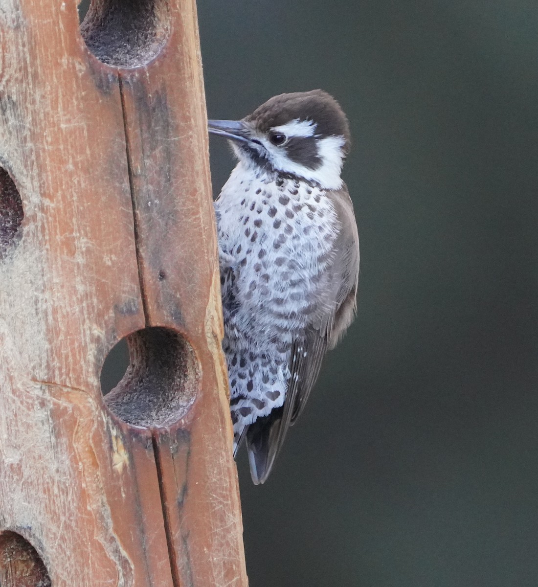 Arizona Woodpecker - ML647733929