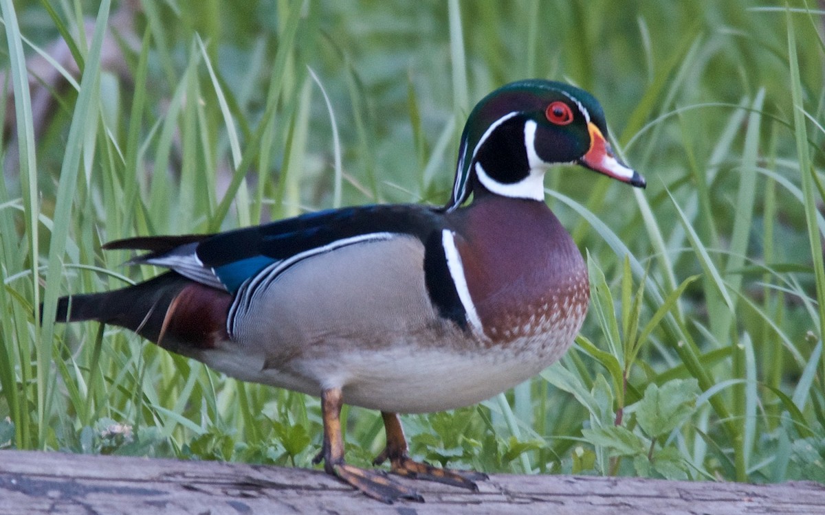 Ahate karolinarra - ML647733965