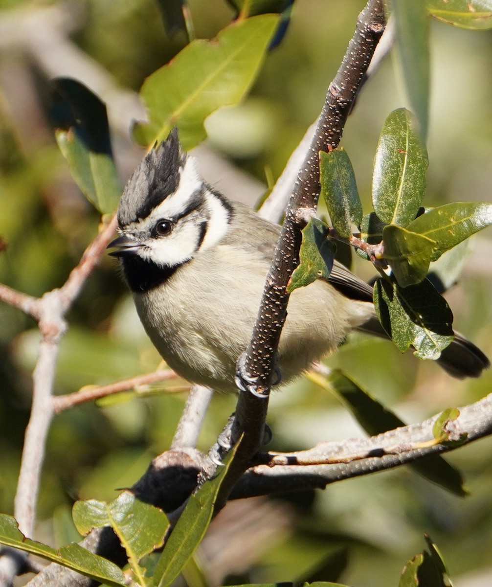 Bridled Titmouse - ML647733967