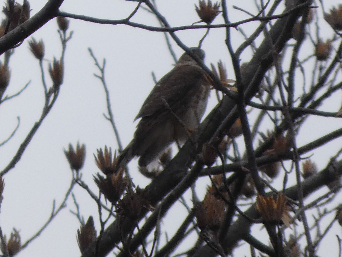 鷹科(中、小型) - ML647733970