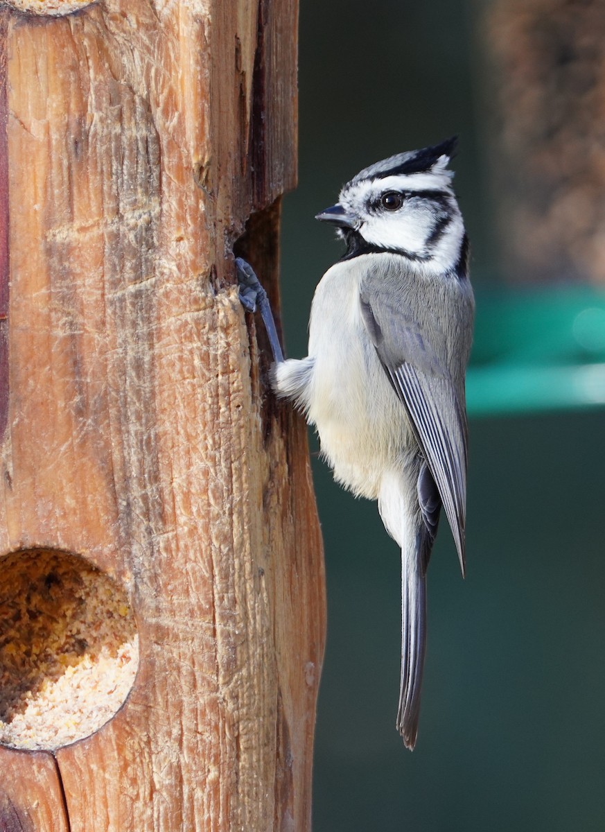 Bridled Titmouse - ML647733971