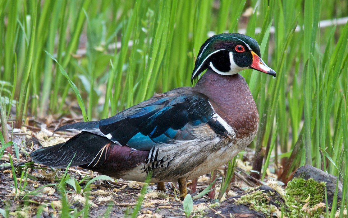 Ahate karolinarra - ML647733974