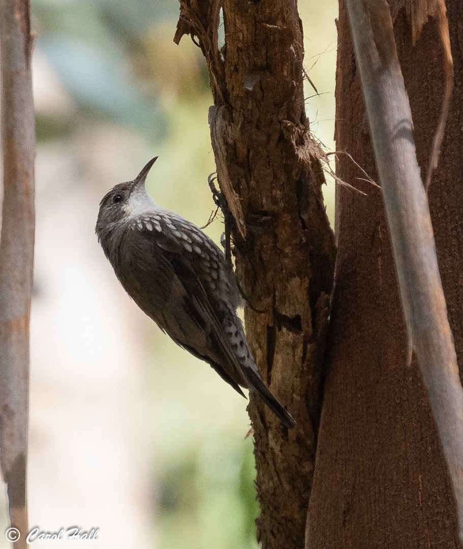White-throated Treecreeper (White-throated) - ML647733979
