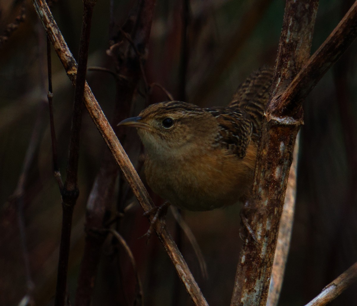 Sedge Wren - ML647733983