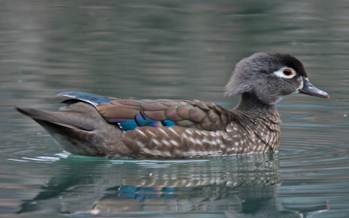 Ahate karolinarra - ML647733989