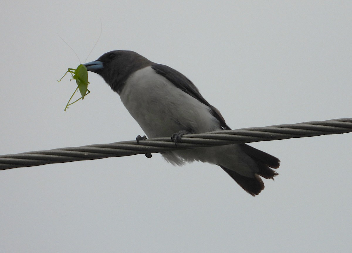 White-breasted Woodswallow - ML647734039