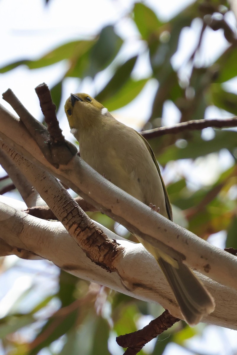 White-plumed Honeyeater - ML647734045