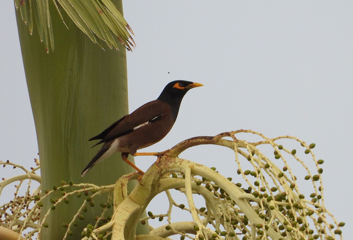 Common Myna - ML647734046