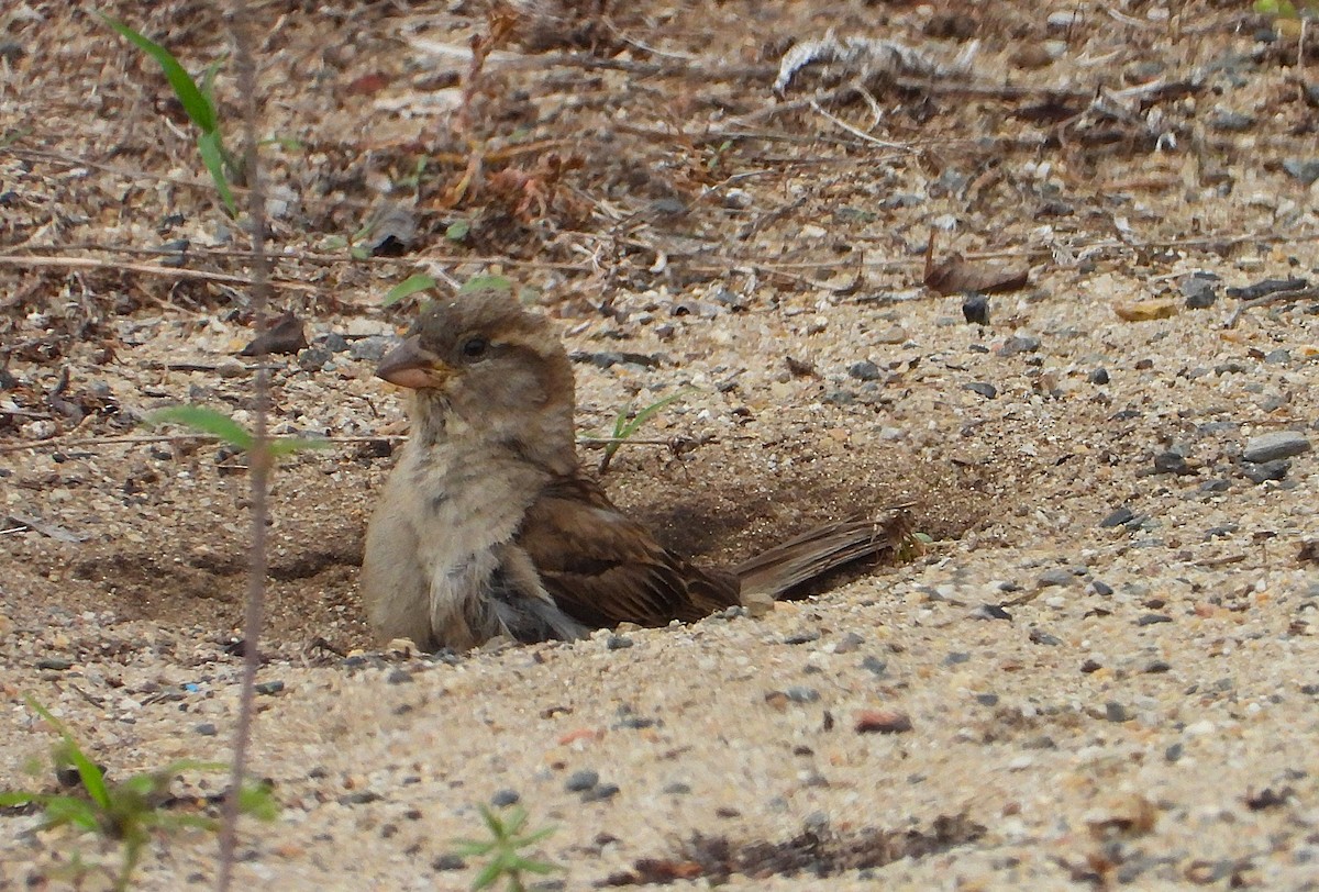 House Sparrow - ML647734049