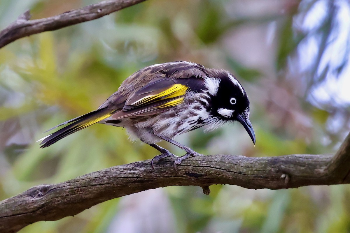 New Holland Honeyeater - ML647734050