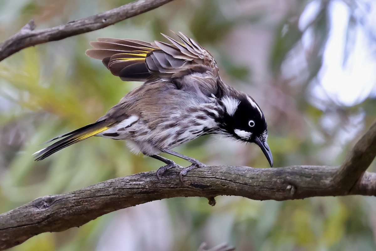 New Holland Honeyeater - ML647734051