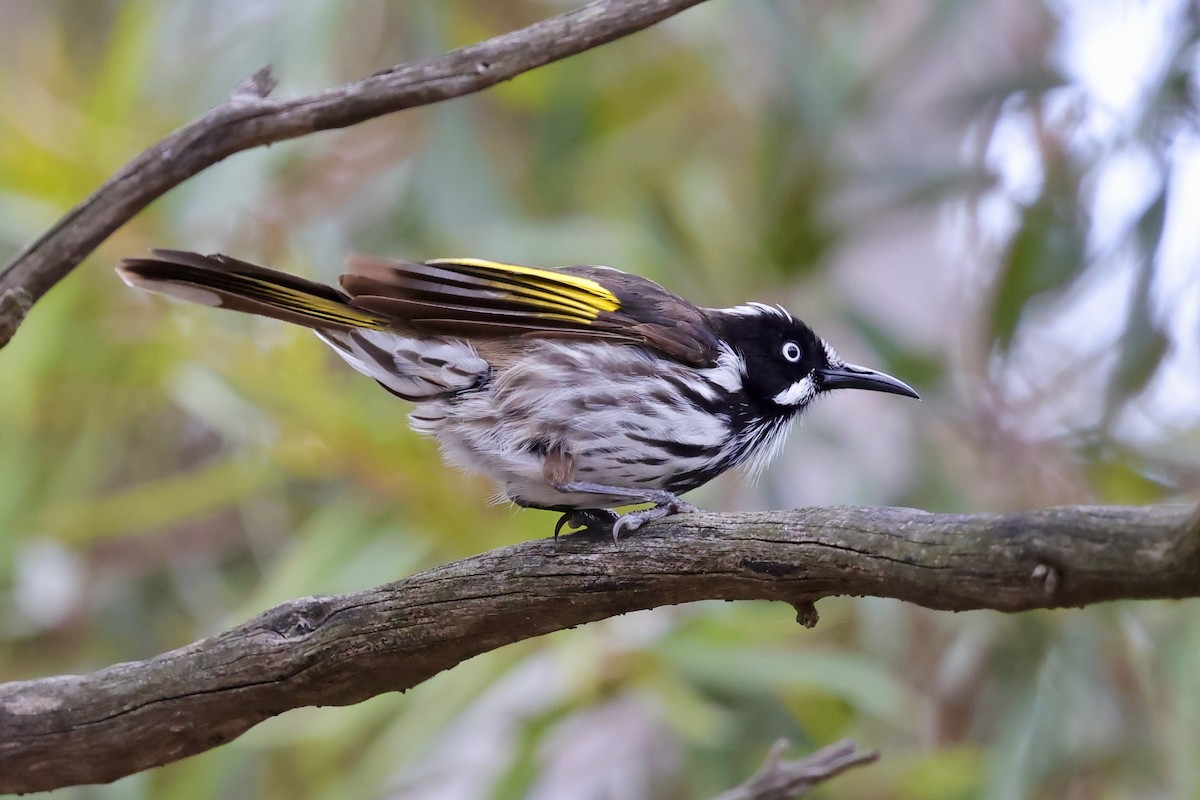 New Holland Honeyeater - ML647734052